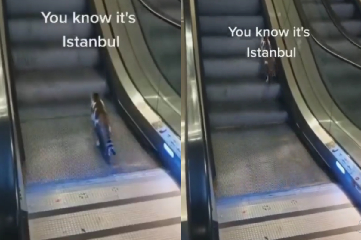 cute cat on escalator