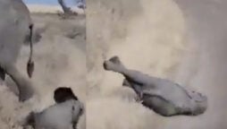 Adorable video: Mother elephant leaves jumbo when it tantrums
