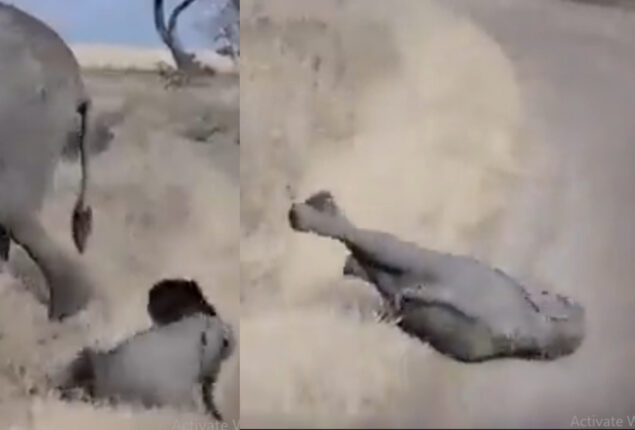 Adorable video: Mother elephant leaves jumbo when it tantrums
