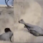 Adorable video: Mother elephant leaves jumbo when it tantrums