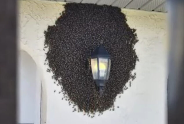 Massive swarm of bees has gathered around the porch light