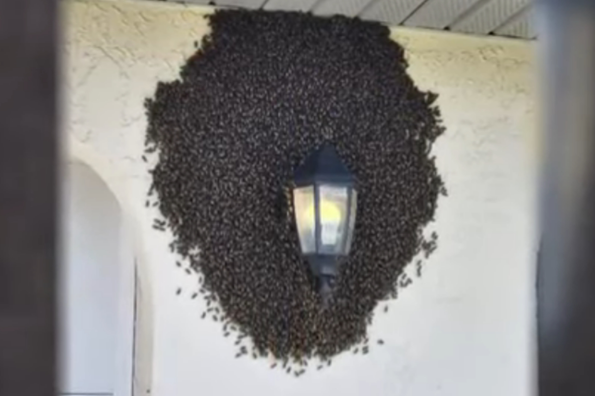 swarm of bees