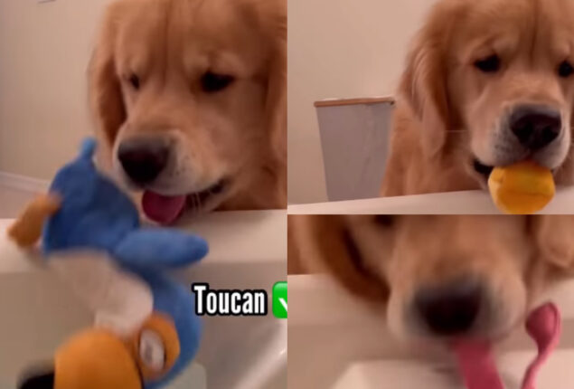 Watch: Golden Retriever giving his pet mom gifts while she takes bath
