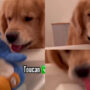 Watch: Golden Retriever giving his pet mom gifts while she takes bath
