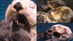 Watch: People are impressed by sea otters holding hands while sleeping