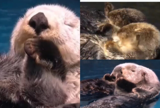 sea otters holding hands