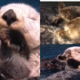 Watch: People are impressed by sea otters holding hands while sleeping