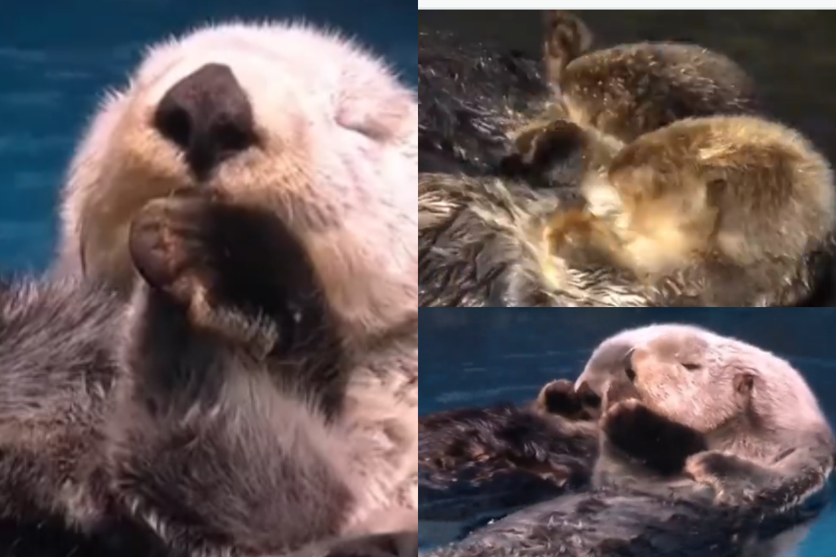 sea otters holding hands