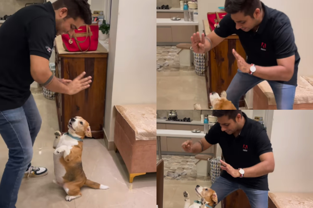 Beagle dog dance