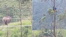 Viral: Man holds breath for an hour to escape wild elephants