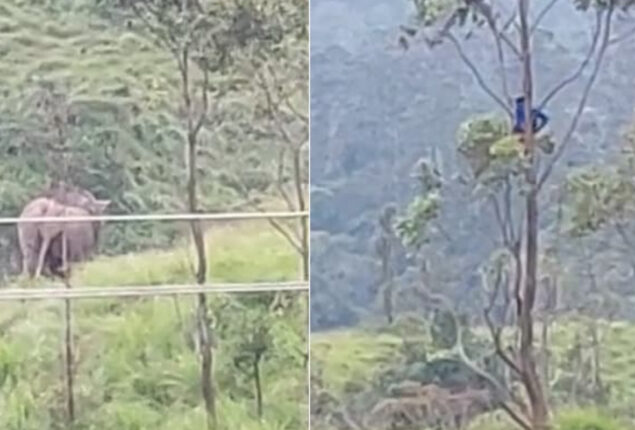 Viral: Man holds breath for an hour to escape wild elephants