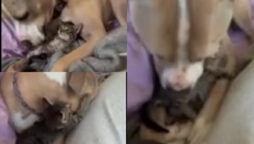 Watch viral: Pitbull looks after and shows love to little foster kitten