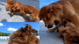 dogs fighting viral