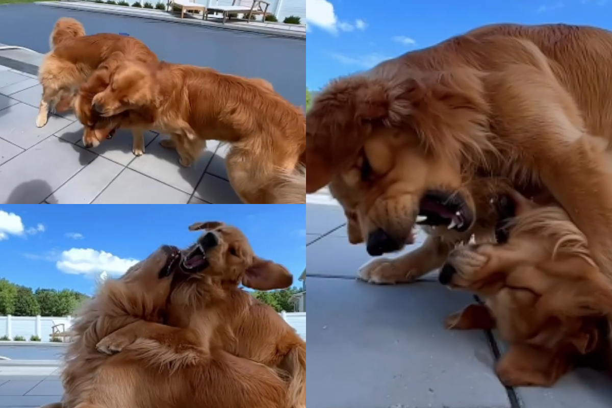 dogs fighting viral