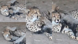 mother cheetah kissing