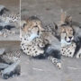 Watch: video of mother cheetah kissing her cubs goes viral