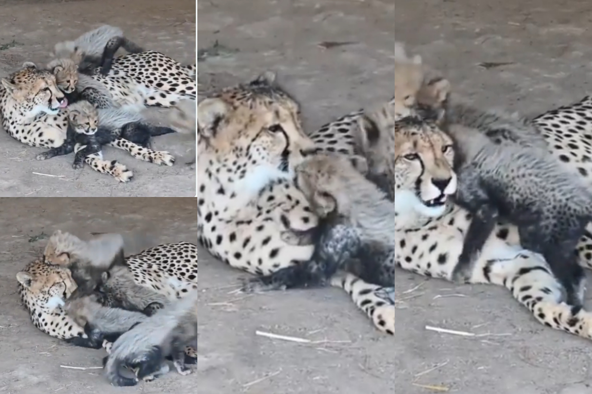 mother cheetah kissing