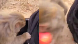 Watch viral: Monkey steals apple then flees
