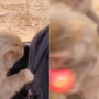 Watch viral: Monkey steals apple then flees