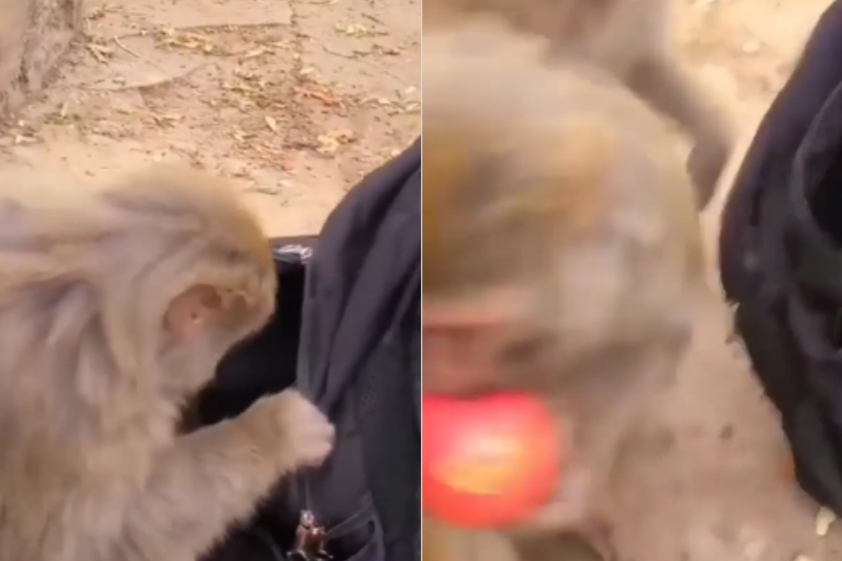 Monkey steals apple