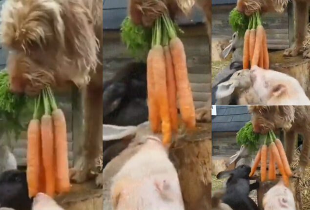 Watch: Dog taught kindness by giving carrots to rabbits & pig