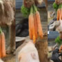 Watch: Dog taught kindness by giving carrots to rabbits & pig