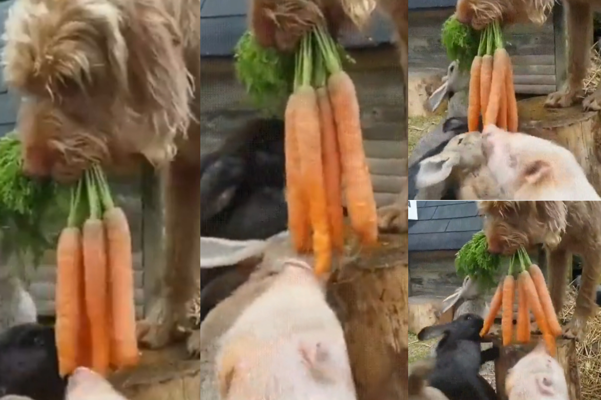 Dog giving carrots