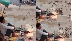 cobbler feeding birds
