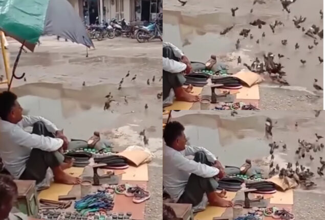 Watch viral: cobbler feeding birds at roadside intersection