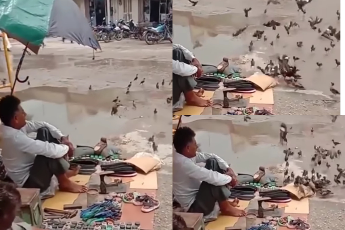 cobbler feeding birds