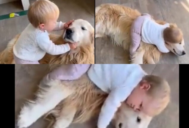 Kid kissing Golden Retriever