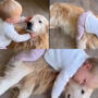 Watch: Kid petting Golden Retriever puppy before kissing & hugging it