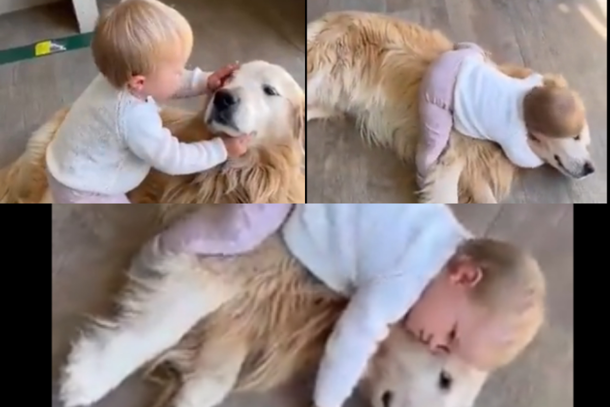 Kid kissing Golden Retriever