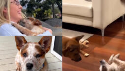Watch: Human raises puppy with hearing loss who befriends her favorite dog