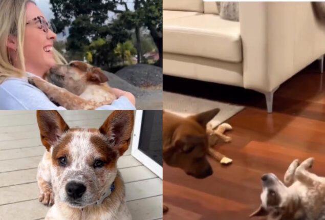 Watch: Human raises puppy with hearing loss who befriends her favorite dog