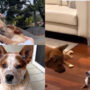 Watch: Human raises puppy with hearing loss who befriends her favorite dog