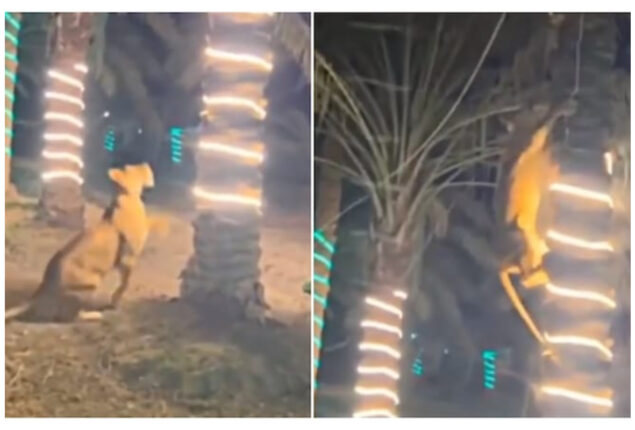 Lioness jumps tree to attack party guest: video viral