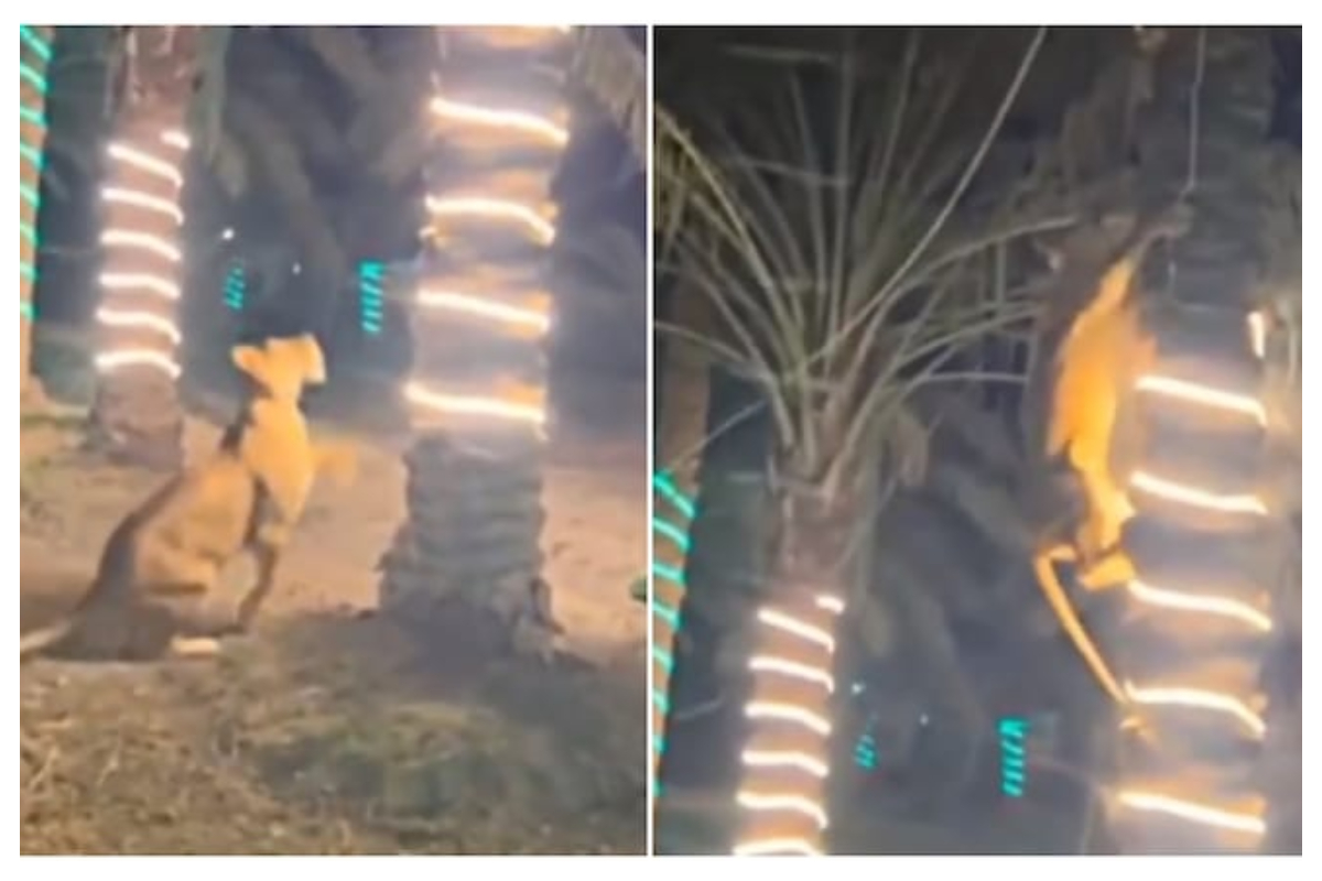 Lion attack