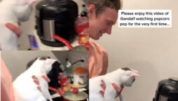 Watch viral: Cute tiny pet cat responds for when it sees popcorn pop