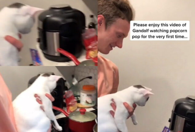 cat responds when sees popcorn