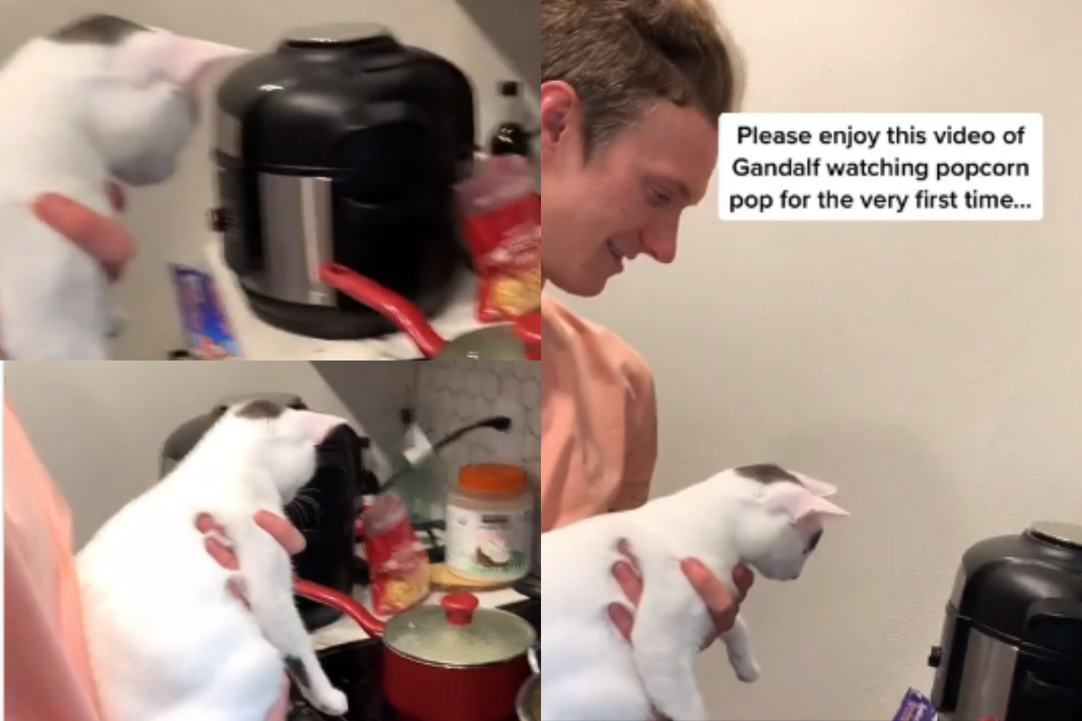 cat responds when sees popcorn