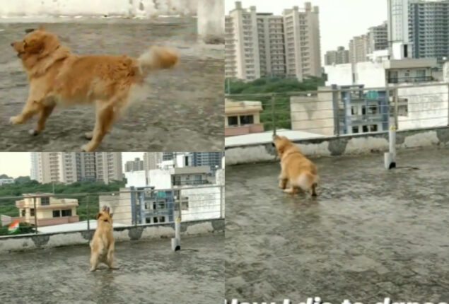 Cheerful dance of therapy dog
