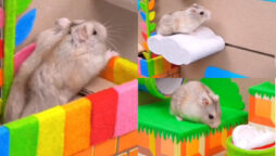 Watch: Hamster making it out of the Super Mario maze has gone viral