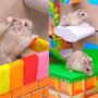 Watch: Hamster making it out of the Super Mario maze has gone viral
