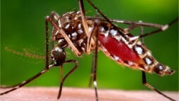 dengue reported in Karachi