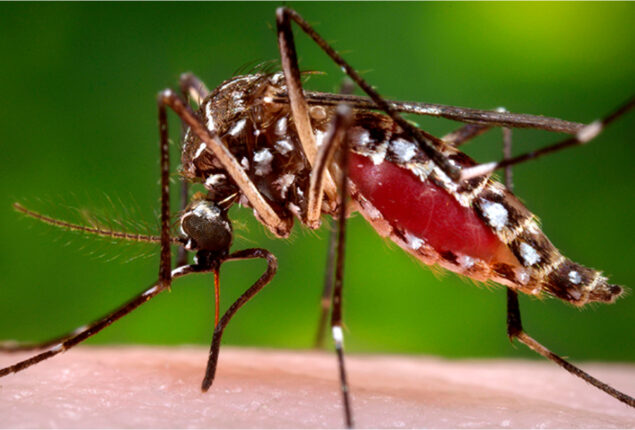 349 new cases of dengue reported in Karachi