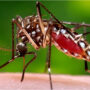 349 new cases of dengue reported in Karachi