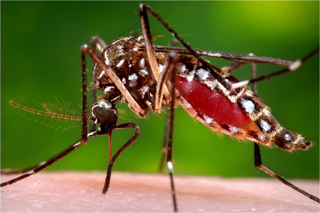 dengue reported in Karachi