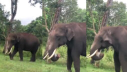 elephant eating plastic