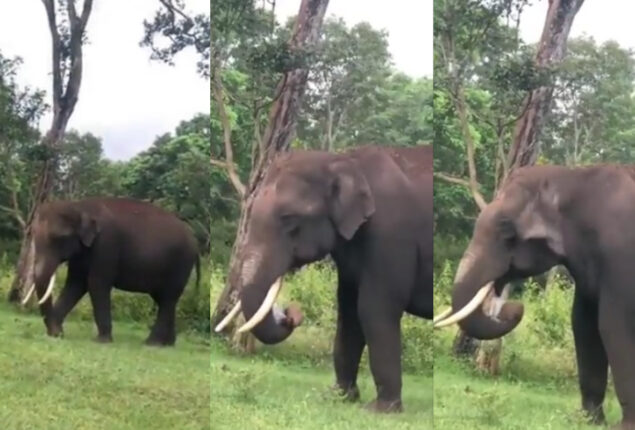 elephant eating plastic